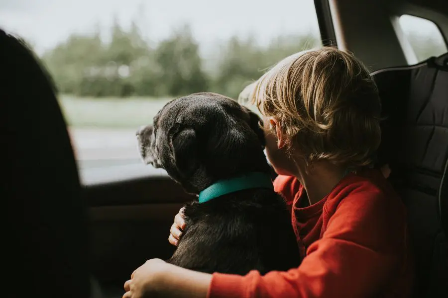 child-with-dog-in-car