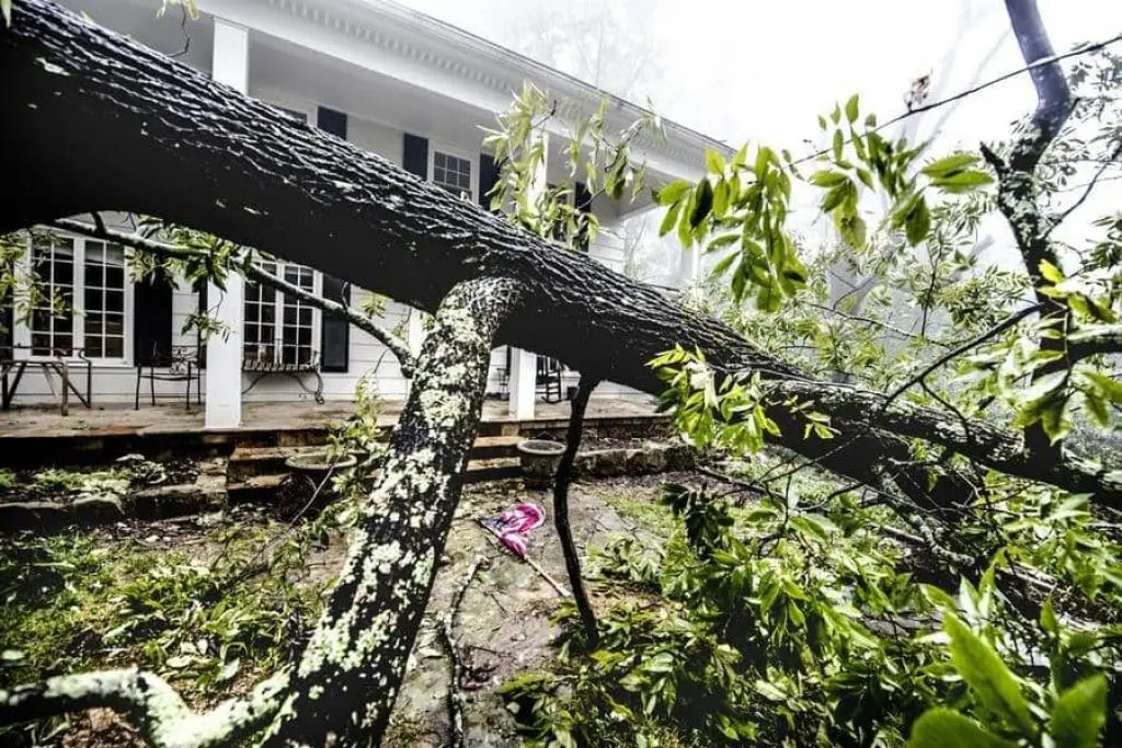 Large tree collapsed in the front yard of a house during a rainstorm