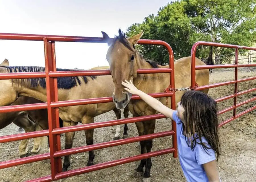 Child And Horses, Girl With Horses At A Farm Or Ranch