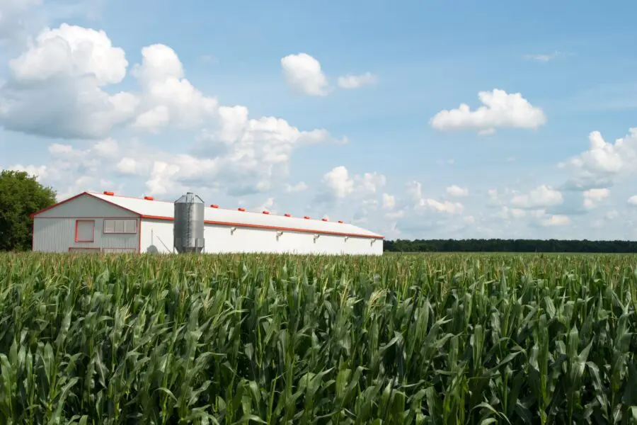 Poultry Barn and Corn Field