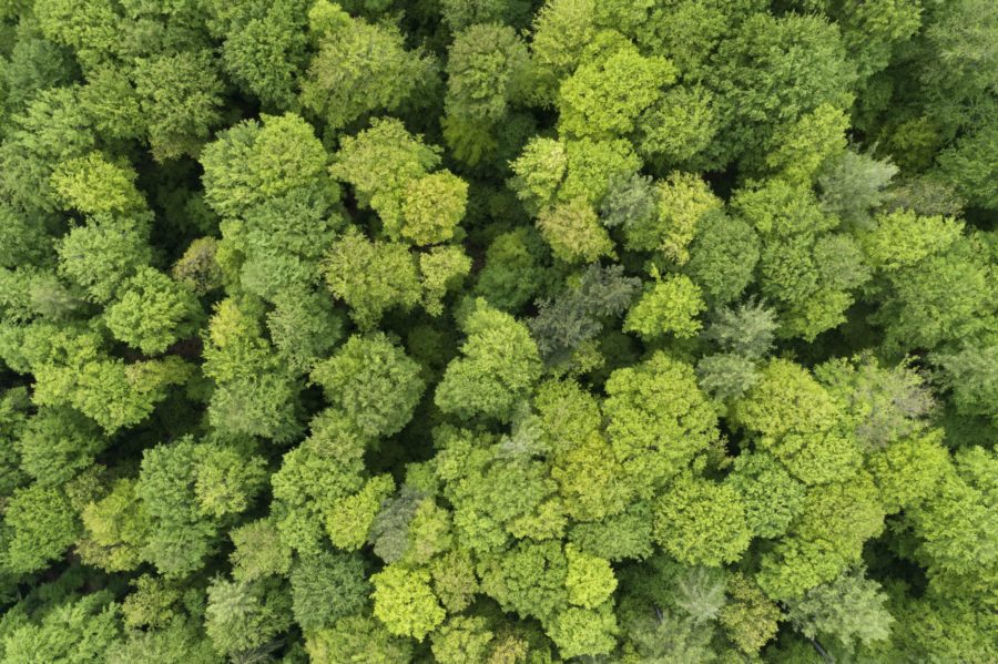 Aerial view of forest with deciduous trees in early springtime. Steigerwald, Franconia, Bavaria, Germany.