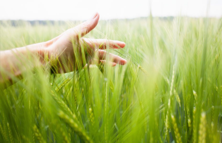 Woman's Hand Brushing Through Wheat Field