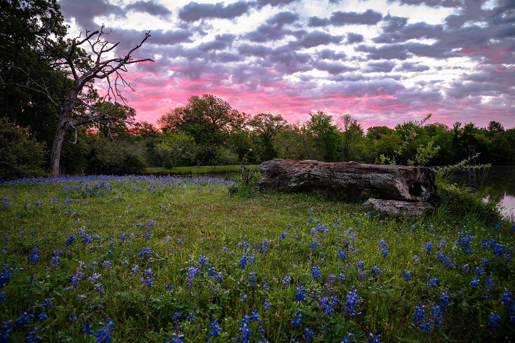 Wooden log in a field of bluebonnets