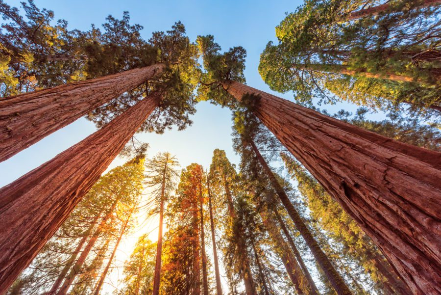 Giant Sequoia Trees In Sequoia National Park, California