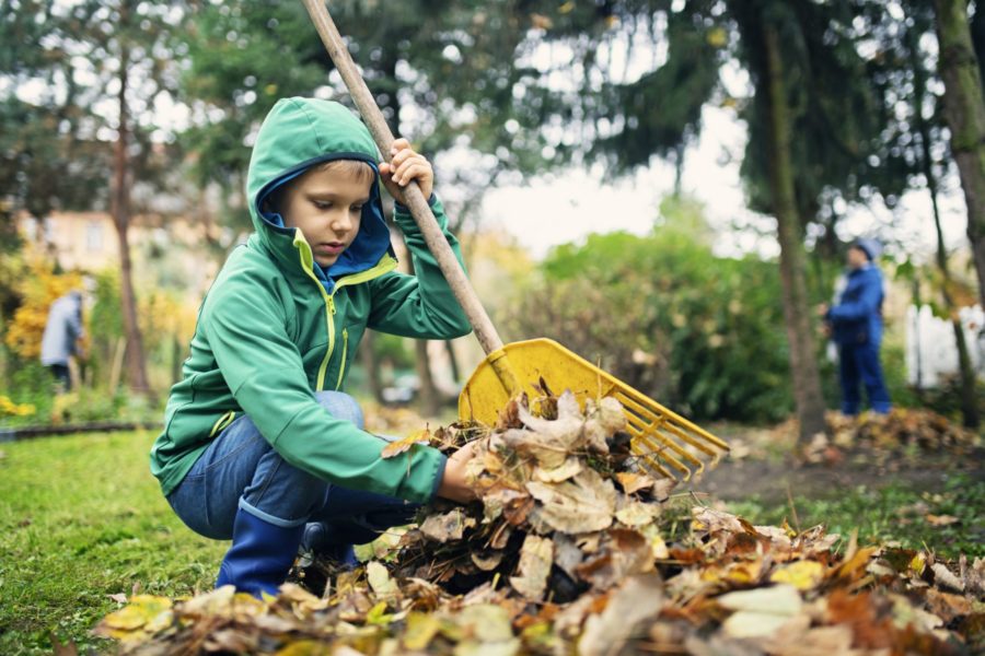 Kids raking autumn leaves. Little boy helping to clean autumn leaves from the garden lawn.