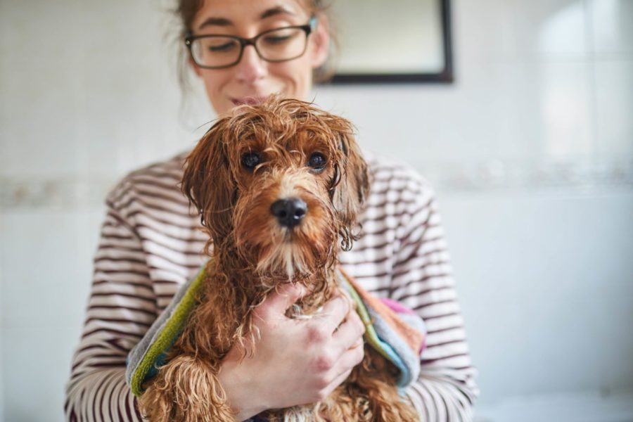 Woman giving dog a bath