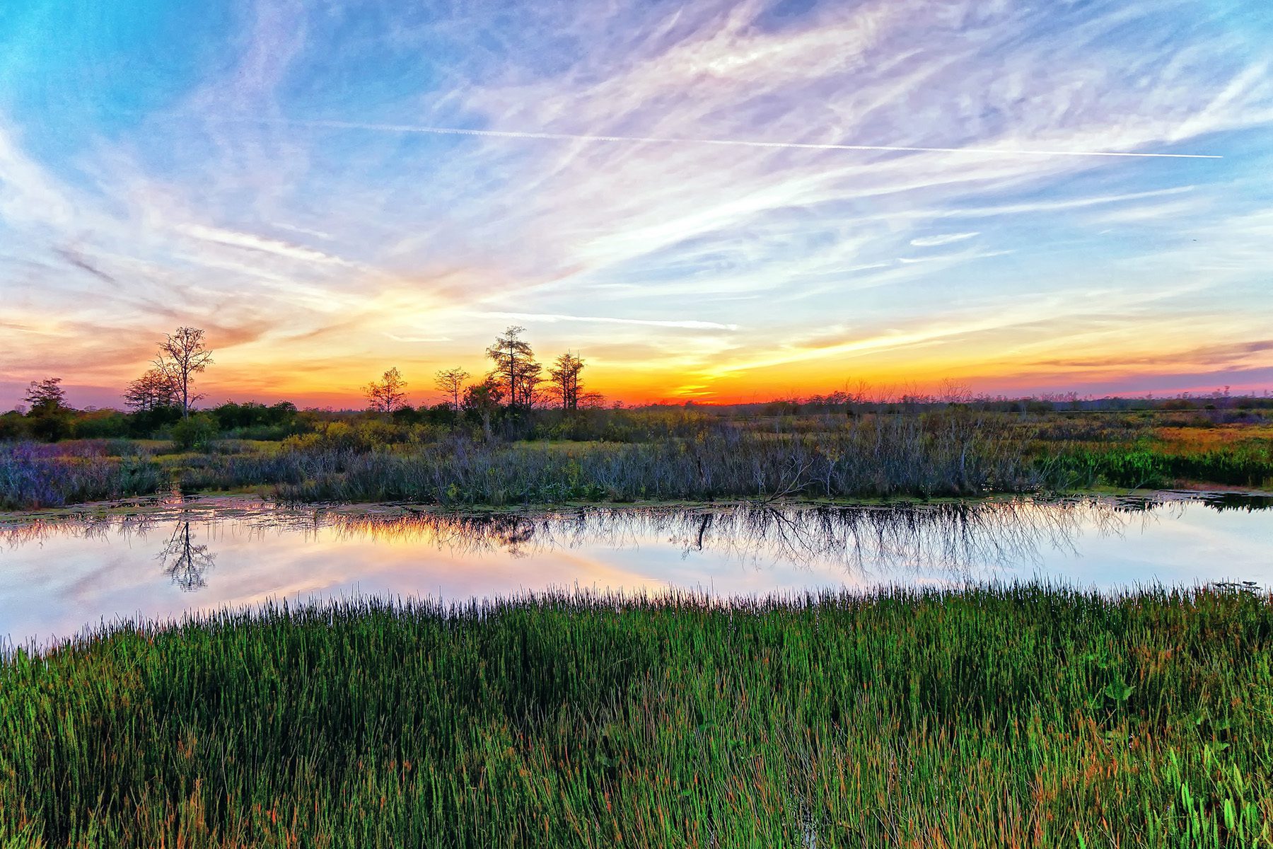 Calm water surrounded by tall grass at sunrise
