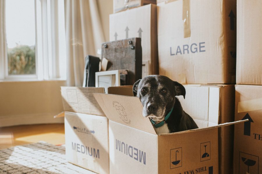 Dog sitting inside of moving box