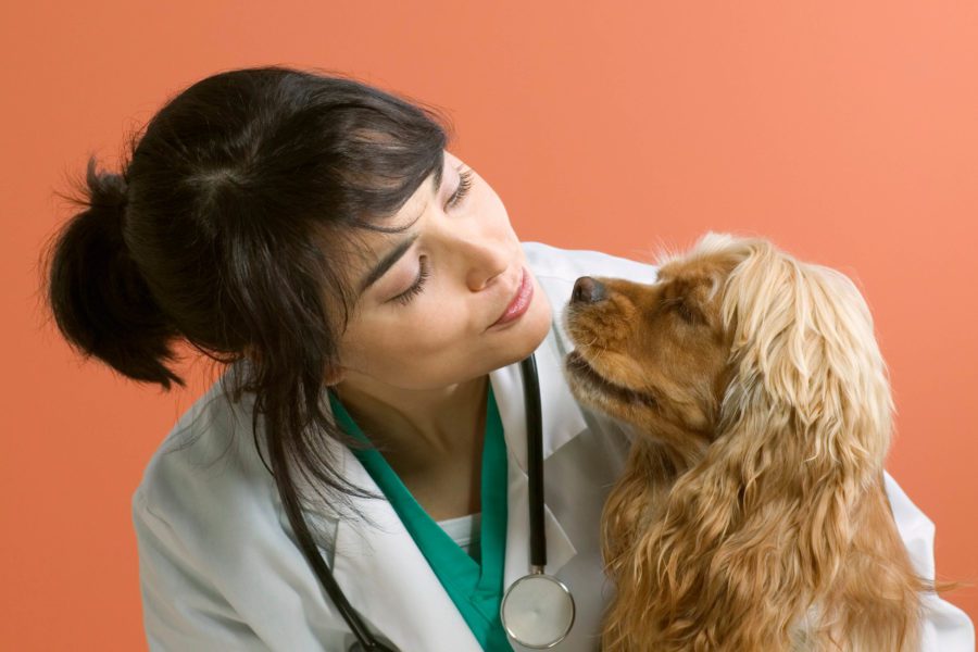 A veterinarian in a white coat and stethoscope examines a brown dog with long ears, highlighting the importance of pet insurance, against an orange background.