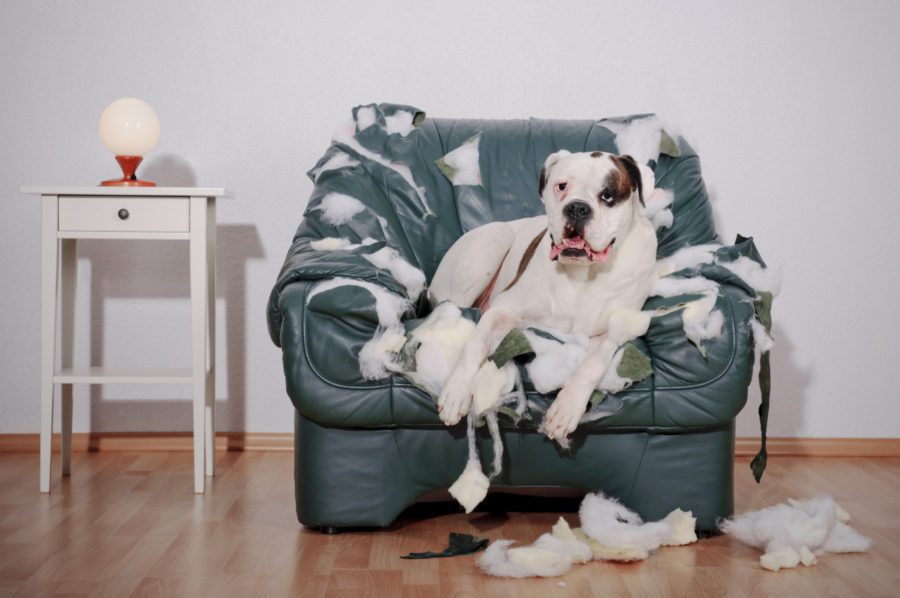 A dog sitting on a torn up green armchair surrounded by stuffing and shredded fabric