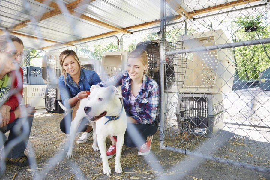 Female volunteers petting a dog in animal shelter