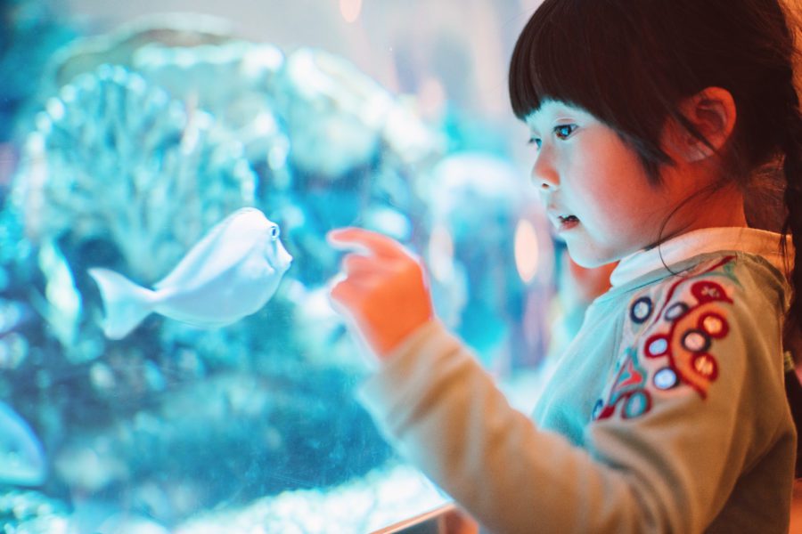 Lovely little girl admiring fishes in aquarium