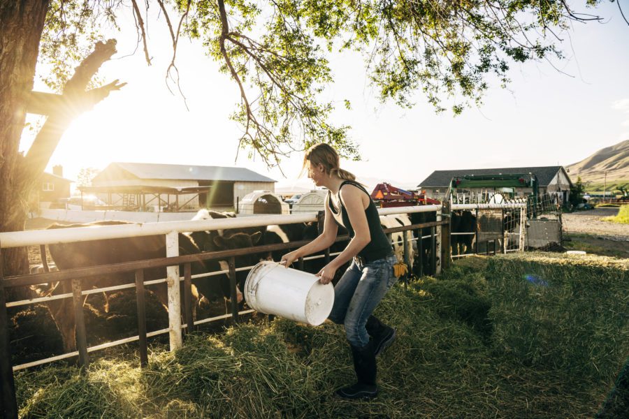 Young female farm worker feeding calves on dairy farm