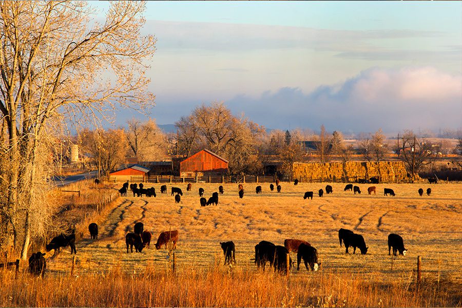 Ranch With Cattle And Hay During Fall
