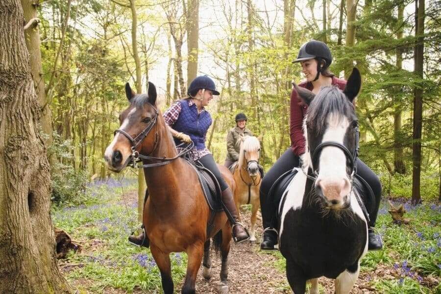 Horseback riders talking in forest