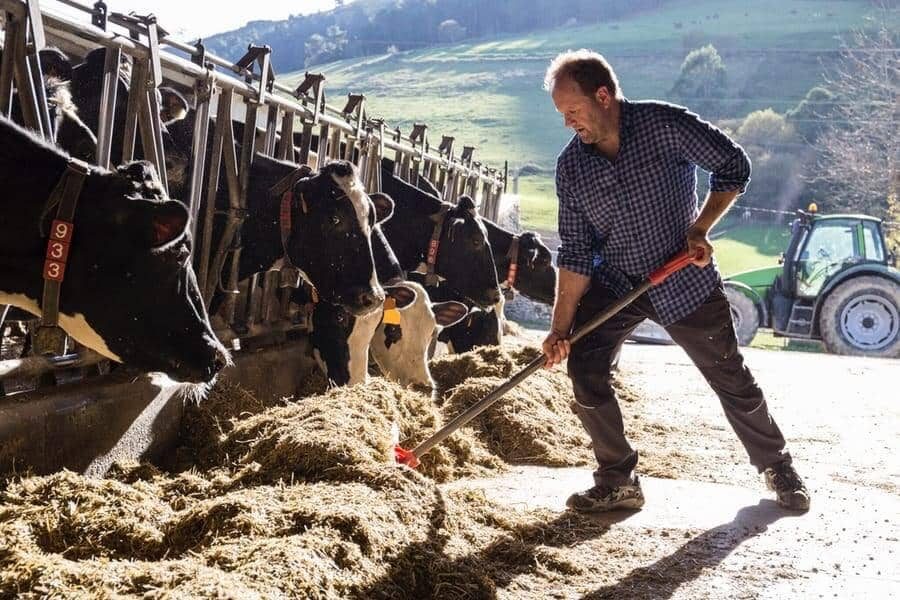 Farmer Using A Shovel To Bring Food Closer To The Cows On A Farm