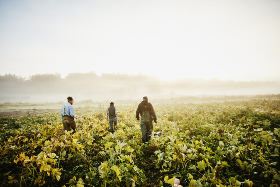 Farmers Walking Through Organic Squash Field