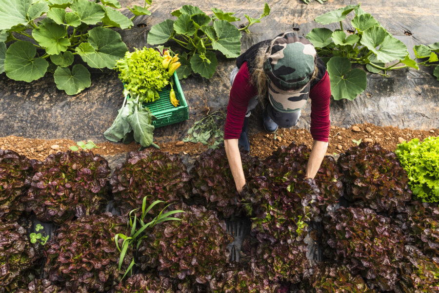 Woman Organic Farmer Harvesting Salad Plants In Greenhouse, Aerial View.