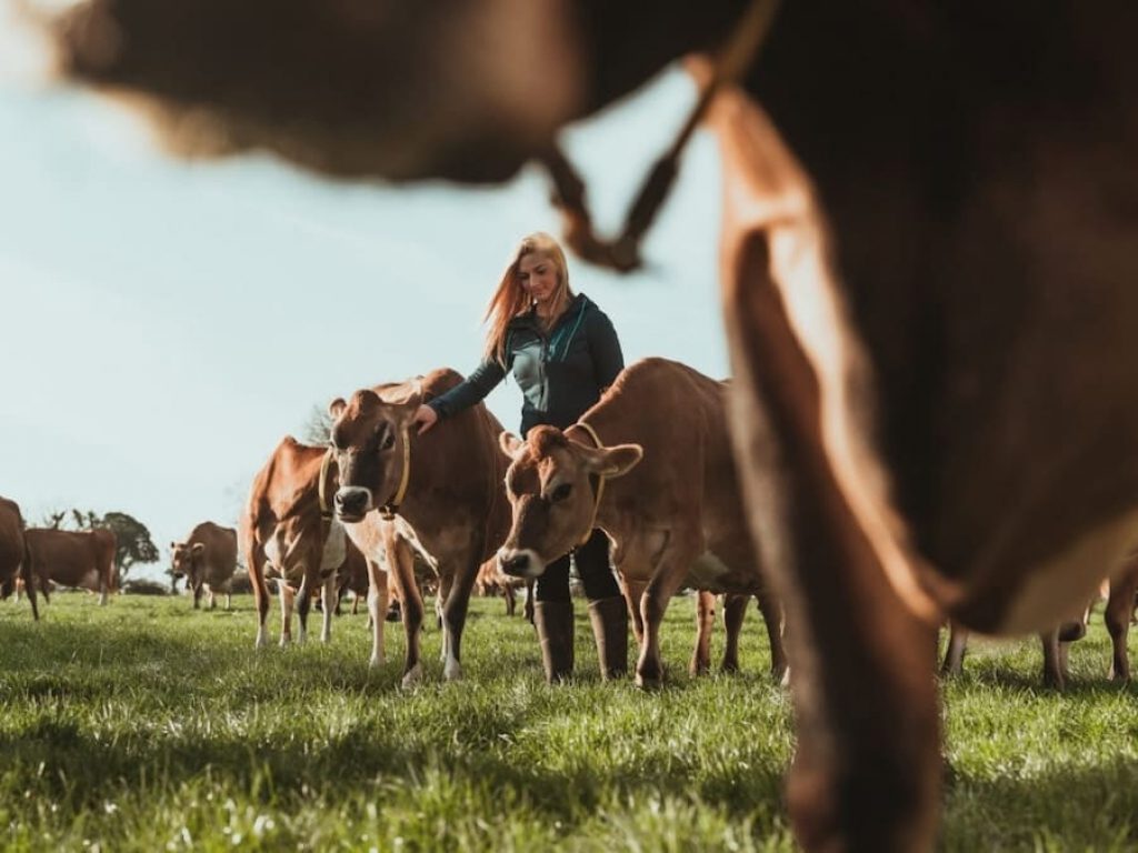 Young woman farmer stood with a herd of dairy cows in a meadow