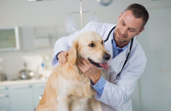 A male veterinarian carefully examines a golden retriever in an animal clinic setting