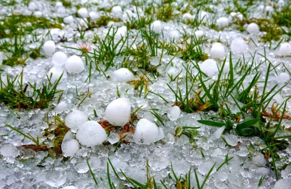 Hailstones on the grass of a green meadow after a heavy thunderstorm in summer